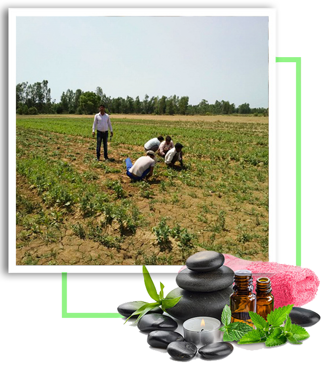 Farmers working in yards crafting natural essential oils with organic meothods 